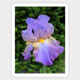 Purple Iris Photographic Image Sticker